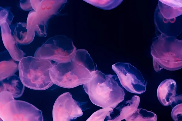Amazing Marine Life Background Many Moon Jellyfish Giving Light Dark — Stock Photo, Image