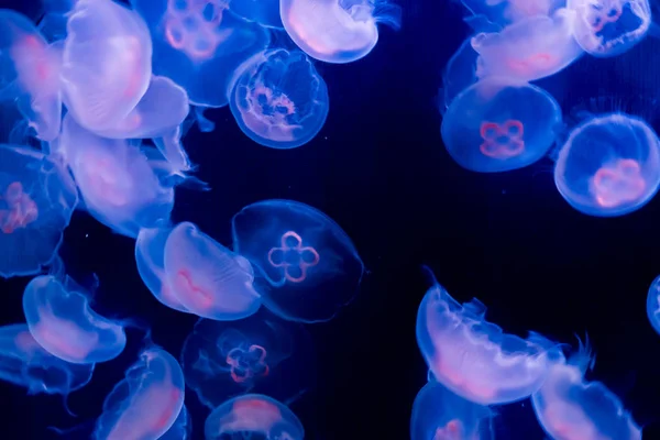 Many Common Moon Jelly Fish Swimming Ocean Glowing Blue Purple — Stock Photo, Image