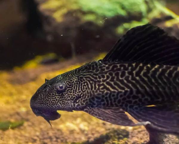 지방에서 서식하는 고양이과 동물로 Pleco Tropcial Aquarium Fish Pet South — 스톡 사진