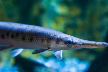 Longnose gar, İğneburun gar olarak da bilinir. Amerika ve Meksika 'dan gelen tropikal bir balık. Yakın plan portresi.