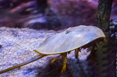 Bir Çin ya da Japon at nalı yengecinin deniz canlısı portresi Asya 'dan bir su akrebi
