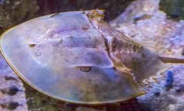 macro closeup of a chinese or japanese horseshoe crab a water scorpion from the asian waters clipart