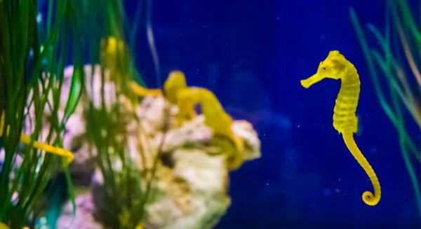 Common Yellow Estuary Sea Horse Macro Closeup Seahorse Family Background — Stock Photo, Image