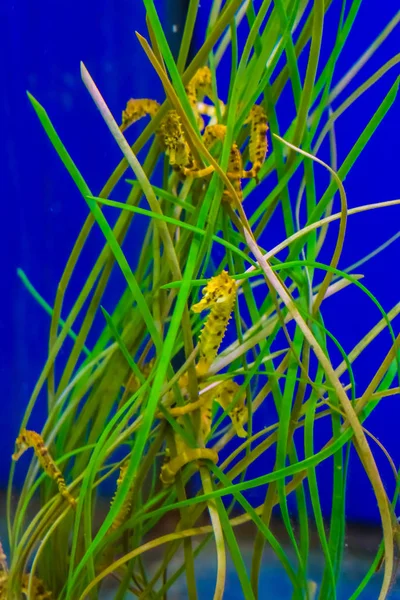 一般的な河口の黄色い馬の家族が海藻の草の中にぶらついています — ストック写真