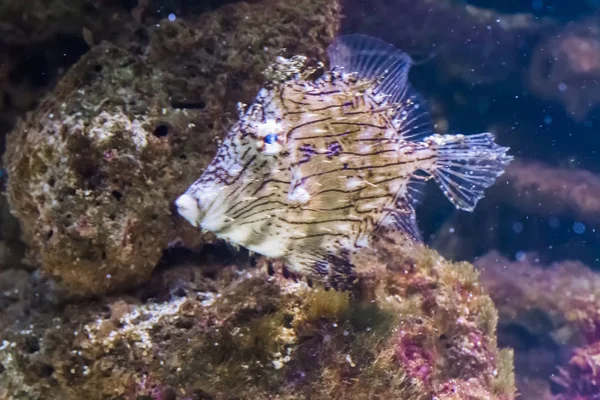 Espinhosa Tasselled Couro Casaco Peixe Peixe Tropical Raro Oceano Pacífico — Fotografia de Stock