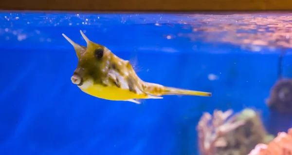 Divertido Lindo Vaquero Cuerno Largo Exótico Boxfish Cuernos Nadando Acuario —  Fotos de Stock