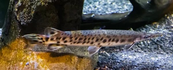 Needlenose Longnose가 미국과 멕시코에서 물고기 — 스톡 사진