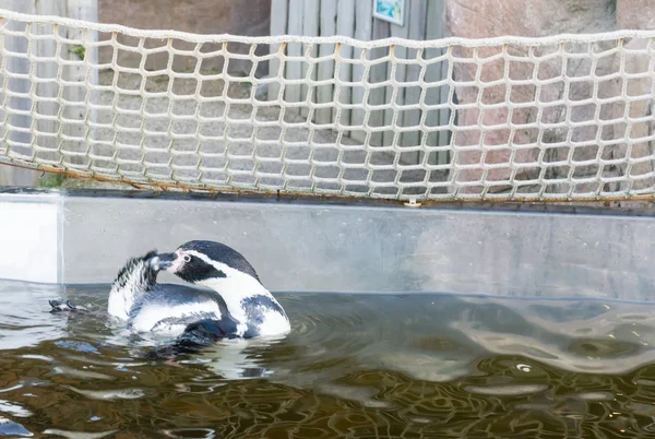 Pinguim Humboldti Preto Branco Pinguim Colorido Nadando Água — Fotografia de Stock