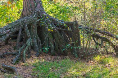 Dünya üzerinde büyük kökleri olan çıplak köklü ağaç bir orman manzarası.