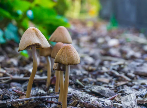 가을철에는 속에서 자라는 모양의 버섯들이 — 스톡 사진