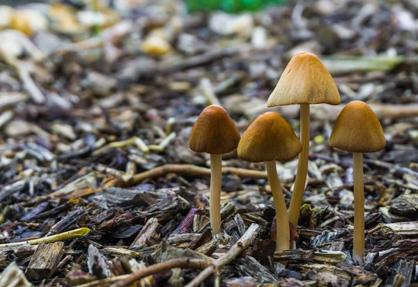 在自然的秋天的森林背景下 生长着一群带铃铛状花冠的白色地衣蘑菇 — 图库照片