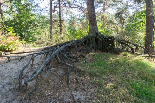 Grosses Racines Arbre Nues Ramifications Tronc Arbre Bien Dessus Sol — Photo