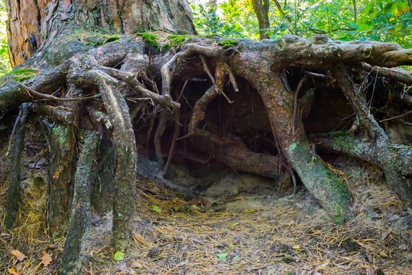 커다란 뿌리로 이루어진 — 스톡 사진
