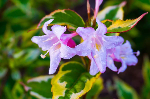 beautiful wet weigela flowers on a shrub covered in raindrops amazing botanical macro closeup