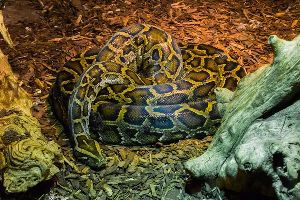 Zwinięty Wielki Pyton Wąż Leżący Ziemi Tropikalny Dzika Przyroda Zwierząt — Zdjęcie stockowe