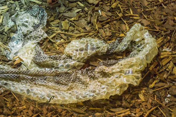 Eski bir deri tüy dökme molting yılan sürüngen tropikal vahşi hayvan yılan