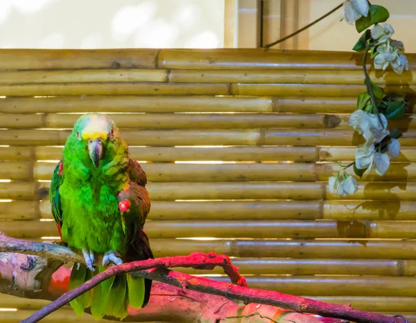 Yeşil Renkli Sarı Peçeteli Amazon Papağanı Veya Sarı Taçlı Papağan — Stok fotoğraf