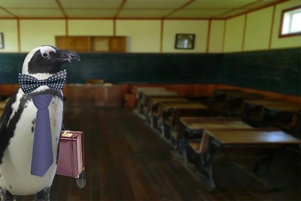 Vtipný Oblečený Tučňák Učitel Kufrem Stojící Prázdné Školní Učebně — Stock fotografie