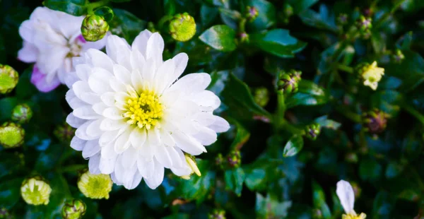 Beautiful Bright Pure White Dahlia Flower Yellow Heart Covered Raindrops — Stock Photo, Image