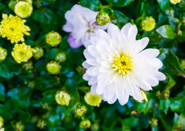 Wet Covered Raindrops Pure White Common Garden Dahlia Flower Yellow — Stock Photo, Image