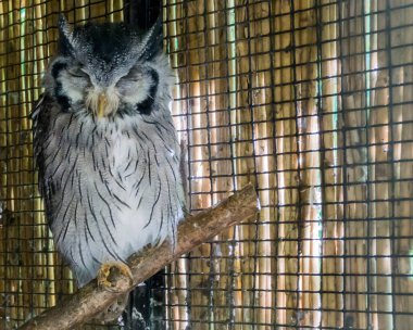 uyuyan kuzey beyaz yüzlü baykuş Afrika 'dan gelen egzotik bir kuşun vahşi hayvan portresini tünetiyor.
