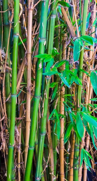 Japonların Doğal Yeşil Sarı Bambu Arkaplan Dokusunun Makro Yakın Çekimi — Stok fotoğraf