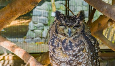 Komik benekli baykuş çok kızgın bir yüz yapıyor. Vahşi yaşam hayvan kuş portresi.