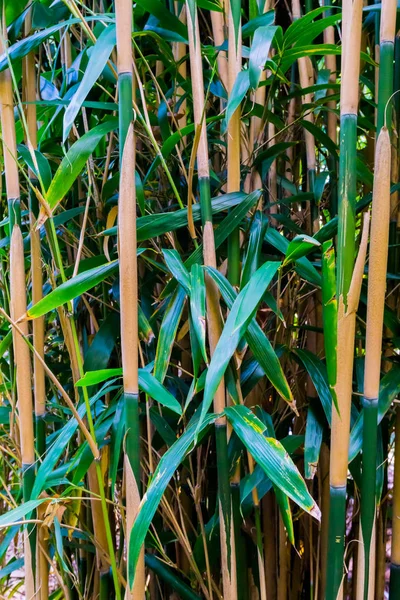 Bambus Skyter Japansk Skog Makroretisk Nærings Naturbakgrunn – stockfoto