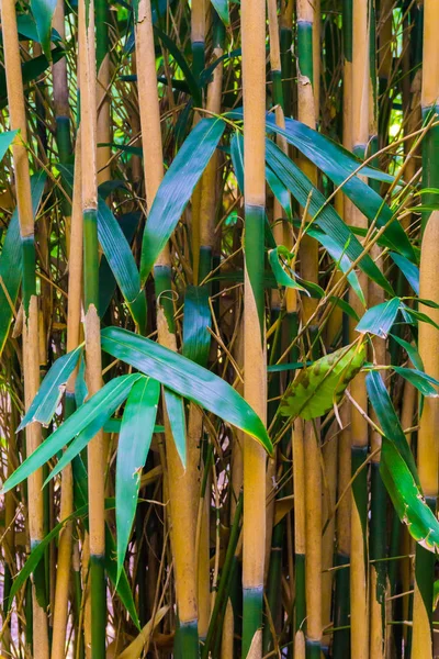 Bambu Ormanlarının Makro Bambu Gövdeleri Japon Ormanlarının Doğal Arka Planında — Stok fotoğraf