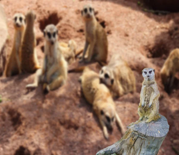 Funny Meerkat Standing Tree Stump His Family Background Blurry Effect — Stock Photo, Image
