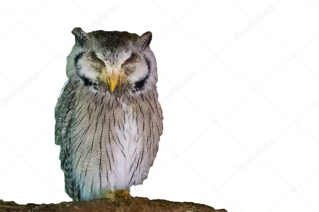 sleeping White faced northern owl isolated on a white background wildlife animal bird portrait