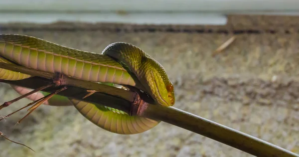 Cobra Víbora Bambu Chinesa Verde Com Olho Vermelho Enrolada Ramo — Fotografia de Stock