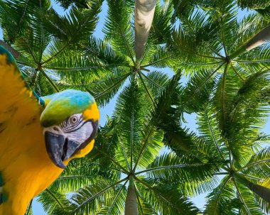 funny blue and yellow macaw parrot isolated on a beautiful tropical background with palm trees clipart