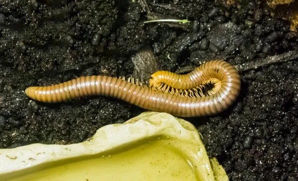 Gul Bandad Orthoporus Texicolens Tropiska Millipede Insekt Sällskapsdjur Från Amerika — Stockfoto