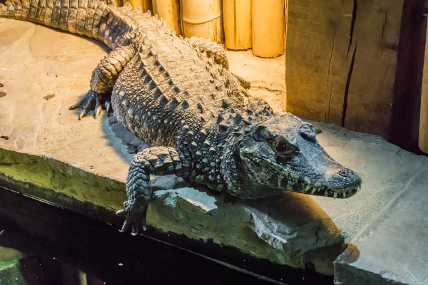 Faune Portrait Rapproché Crocodile Nain Africain Connaît Également Crocodile Osseux — Photo