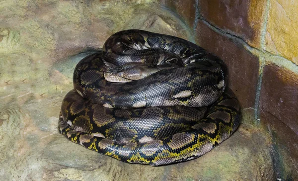 Enrolado Reticulado Python Mundos Mais Longo Serpente Perigoso Grande Constritor — Fotografia de Stock