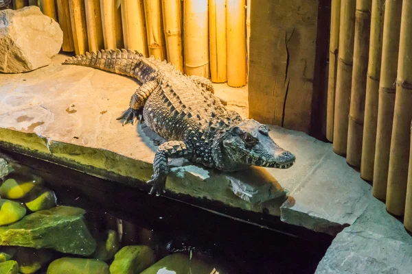 Crocodilo Anão Africano Também Conhecido Como Crocodilo Ósseo Largo Focinho — Fotografia de Stock