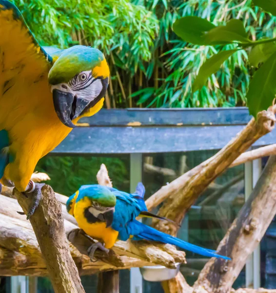 Komik Mavi Sarı Papağan Yakından Kanatlarını Açıp Arka Planda Başka — Stok fotoğraf