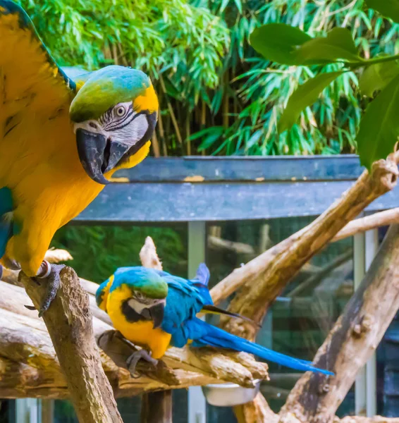 Drôle Bleu Jaune Perroquet Aras Gros Plan Écartant Ses Ailes — Photo