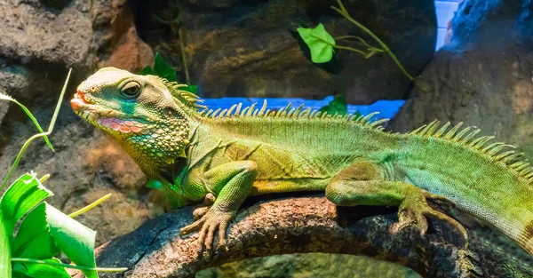 Ağzı Açık Renkli Yeşil Iguana Bir Ağaç Dalında Oturuyor Tropikal — Stok fotoğraf