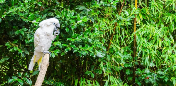 Белый Молукканский Какаду Кладет Еду Рот Высовывает Язык — стоковое фото