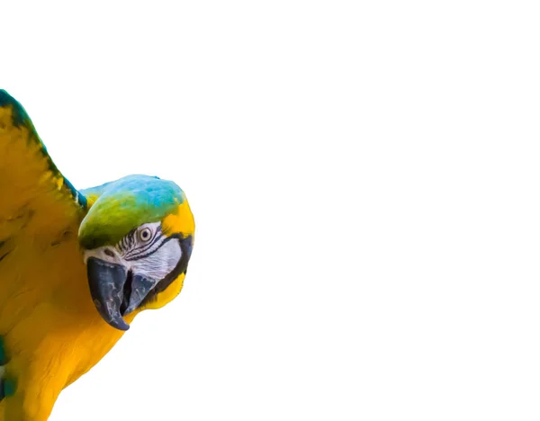 Kolorowa Niebiesko Żółta Papuga Otwartymi Skrzydłami Wyizolowana Białym Tle — Zdjęcie stockowe