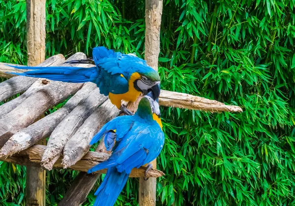 Mavi Sarı Papağan Kuşu Gagalarını Birbirlerine Sokarak Oynuyorlar Kavga Ediyorlar — Stok fotoğraf