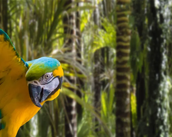 Komik Mavi Sarı Papağan Papağanı Tropikal Yağmur Ormanlarında Izole Edilmiş — Stok fotoğraf