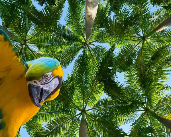 funny blue and yellow macaw parrot isolated on a beautiful tropical background with palm trees