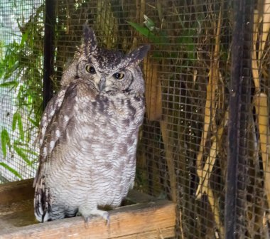 Benekli kartal ahşap bir tepsi üzerinde oturan ve kamera seyir baykuş