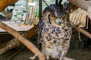 ya da kulaklı orman baykuşu siyah, sarı ve kahverengi tüyleri tespit ve bir dalda oturan kulaklar tufted