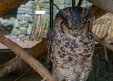 çok kızgın bir surat ve kameraya bakarak kulaklı ya da boynuzlu baykuş
