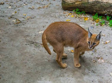 Çöl lynx de kuma Mısır'dan büyük bir vahşi çöl kedi portresi ayakta Felis karakulak olarak biliyorum.