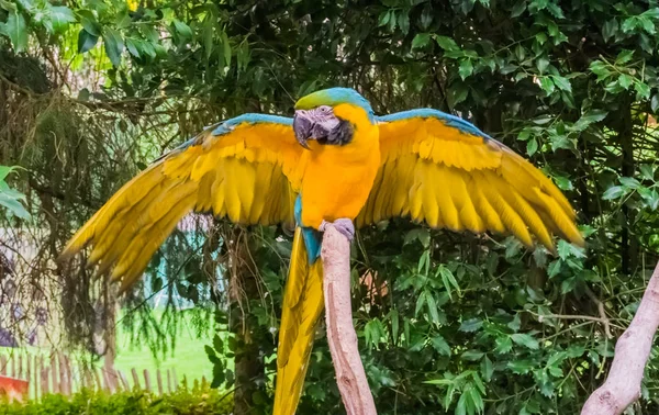 Голубой Желтый Попугай Ара Расправляет Крылья Демонстрирует Свои Перья — стоковое фото